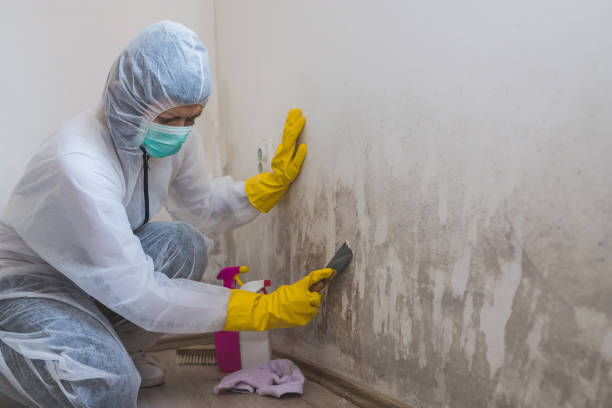 Trusted Girard, IL Mold Prevention & Removal  Experts