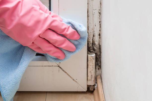 Why You Should Choose Our Mold Remediation Services in Girard, IL